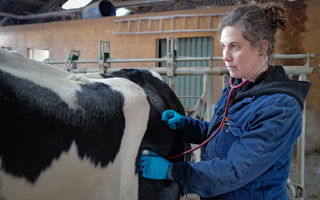 Home Nordreportage: Wenn Kühe Hilfe brauchen – Zwei Tierärztinnen im Stall-Einsatz